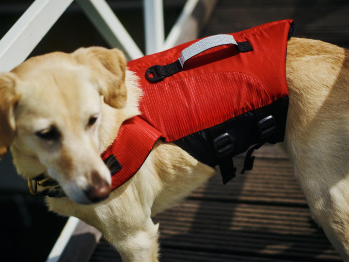 Hund mit Schwimmweste