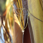 Preview: Silver+Surf Silber Schmuck Palme Gr S vergoldet