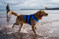 Preview: Red Original Chaleco salvavidas para perros Azul