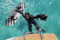 Preview: RRD Energy WS Harness Windsurf Men C1 Black